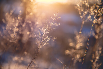 家里养两只猫总是打架要不要分开饲养