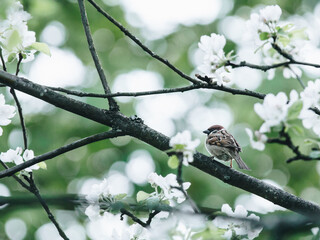家里养两只猫总是打架要不要分开饲养