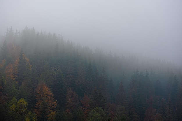 四年级上数学乘法手抄报 四年级上册手抄报